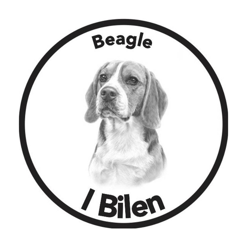 Beagle I Bilen Klistremerke